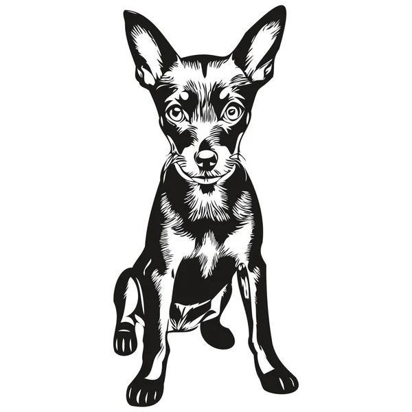 Miniatura Pinscher Cão Vetor Rosto Desenho Retrato Esboço Estilo Vintage — Vetor de Stock