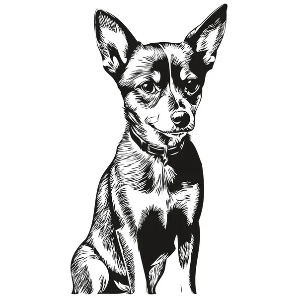 Pinscher Dog Vector Face Draw Portrait Sketch Vintage Style 스케치 — 스톡 벡터