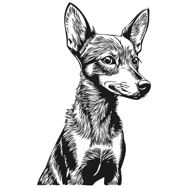 Miniatur Pinscher Hund Vektor Gesicht Zeichnung Porträt Skizze Vintage Stil — Stockvektor