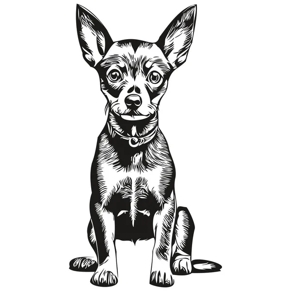 Miniatura Pinscher Perro Vector Gráficos Dibujado Mano Lápiz Animal Línea — Archivo Imágenes Vectoriales