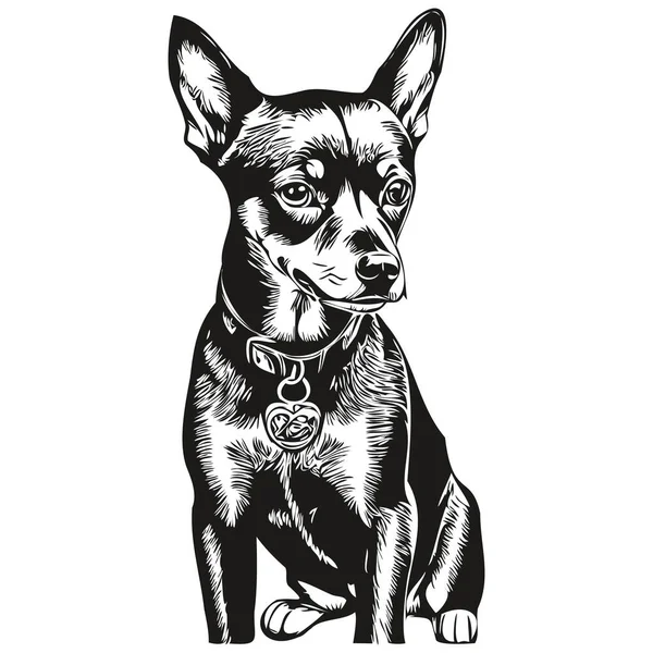 Μινιατούρα Pinscher Σκυλί Διανυσματικά Γραφικά Ζωγραφισμένα Στο Χέρι Μολύβι Ζώων — Διανυσματικό Αρχείο