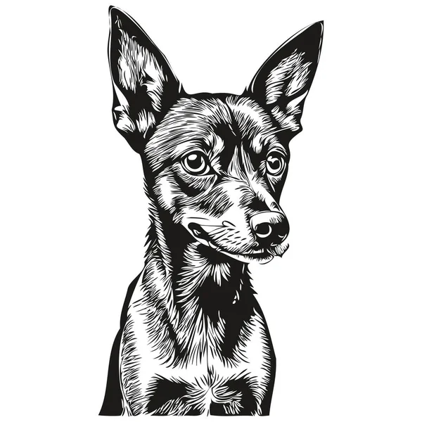 Miniatura Pinscher Cão Vetor Gráficos Desenhado Mão Lápis Animal Linha — Vetor de Stock