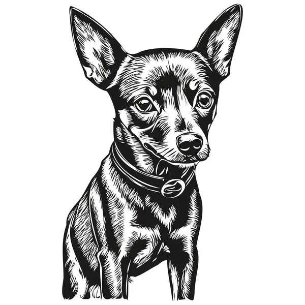 Miniatur Pinscher Anjing Vektor Grafik Tangan Digambar Pensil Garis Binatang - Stok Vektor