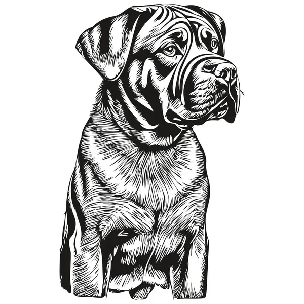 Neapolitan Mastiff Dog Engraved Vector Portrait Face Cartoon Vintage Drawing — Stock Vector