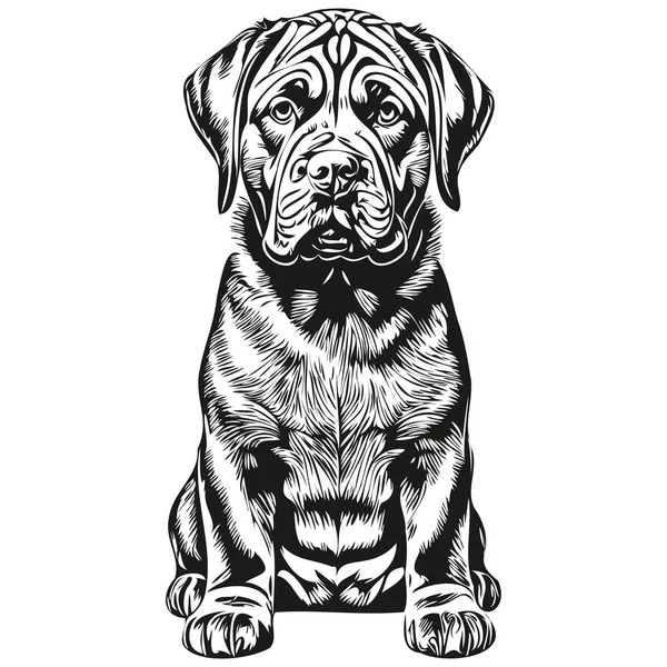 Neapolitan Mastiff狗雕刻矢量肖像画 面对黑白素描卡通画 — 图库矢量图片