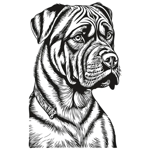 Neapolitan Mastiff狗头条线绘图矢量 用透明的背景草图手工绘图说明 — 图库矢量图片