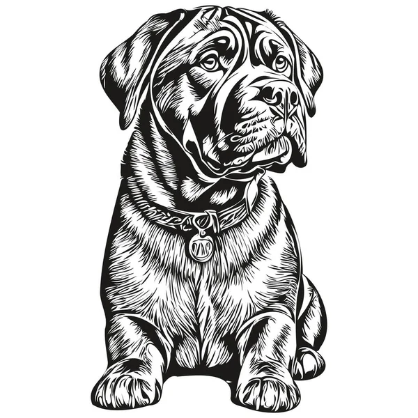 Neapolitan Mastiff Dog Ink Sketch Drawing Vintage Tattoo Shirt Print — 图库矢量图片