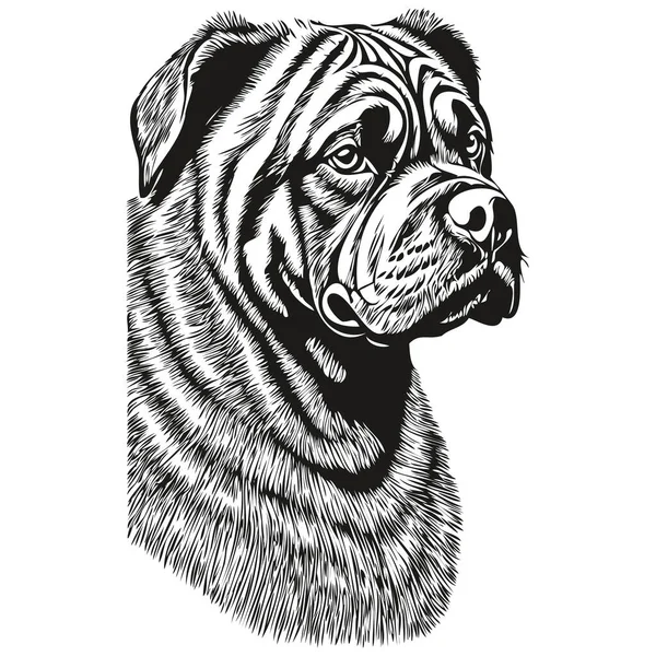 Neapolitan Mastiff Dog Ink Sketch Drawing Vintage Tattoo Shirt Print — 图库矢量图片