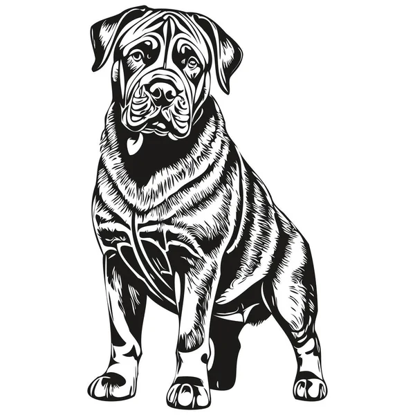 Croquis Encre Chien Mastiff Napolitain Dessin Tatouage Vintage Shirt Imprimé — Image vectorielle