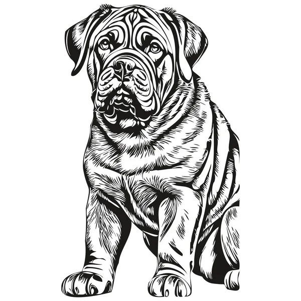Neapolitan Mastiff狗轮廓铅笔画图 白色背景上的黑色人物现实的品种宠物 — 图库矢量图片