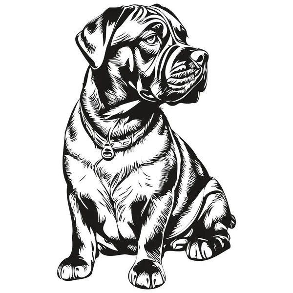 Neapolitan Mastiff Cão Pet Esboço Ilustração Preto Branco Gravura Vetor — Vetor de Stock