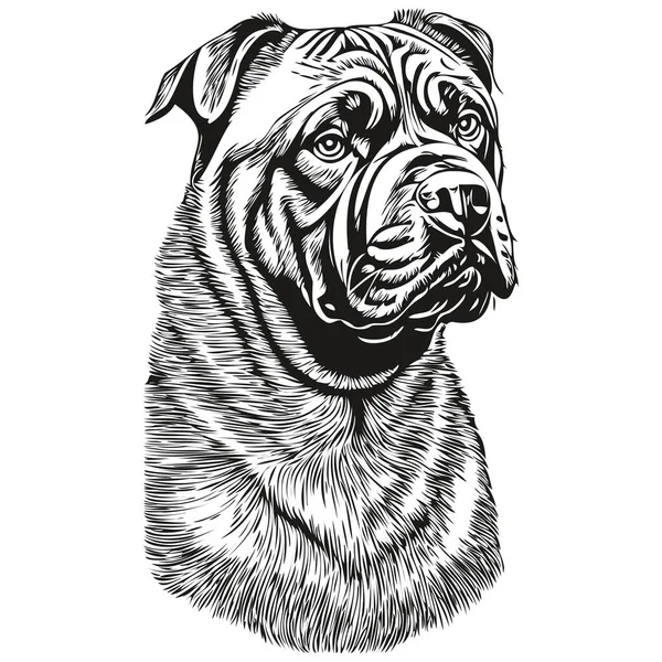 Napolili Mastiff Köpeğinin Gerçekçi Çizimi Vektör Çizimi Çizgi Çizimi Köpek — Stok Vektör