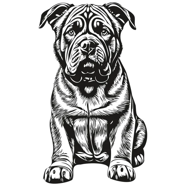 Neapolitan Mastiff狗逼真的宠物图解 手绘脸黑白矢量草图 — 图库矢量图片