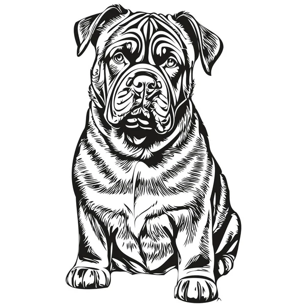 Неаполітанська Собака Мастіфф Векторний Малюнок Обличчя Портрет Ескіз Старовинного Стилю — стоковий вектор