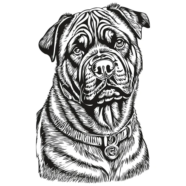 Napolitan Mastiff Köpek Vektör Yüzü Portre Çizimi Eskiz Tarzı Şeffaf — Stok Vektör