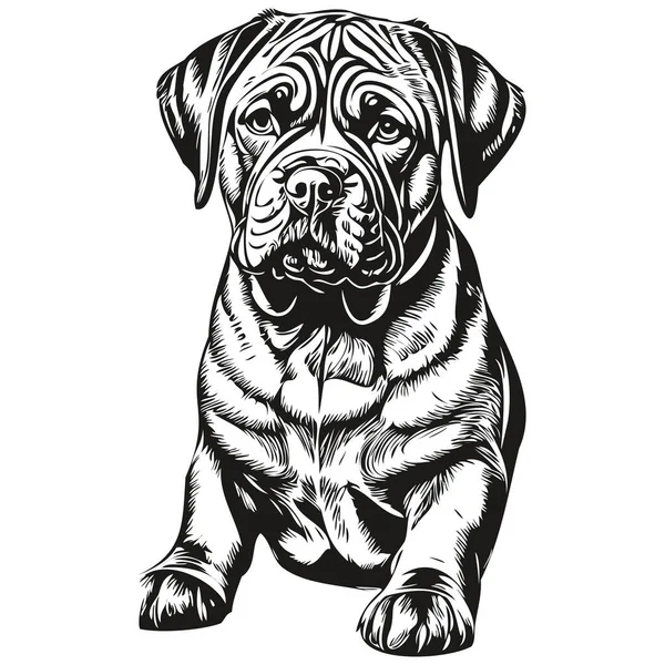 Neapolitan Mastiff Cão Vetor Gráficos Desenhado Mão Lápis Animal Linha —  Vetores de Stock