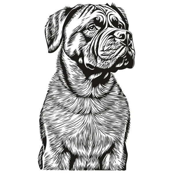 Neapolitan Mastiff Cão Vetor Gráficos Desenhado Mão Lápis Animal Linha — Vetor de Stock
