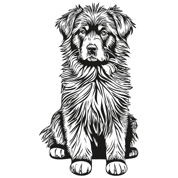 Newfoundland Köpek Siyah Çizim Vektörü Izole Yüz Boyama Çizim Çizimi — Stok Vektör
