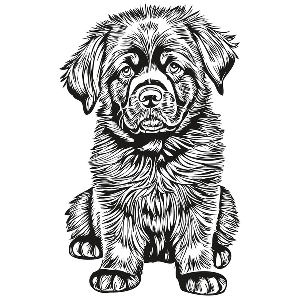 Newfoundland Cão Raça Linha Desenho Clip Arte Animal Mão Desenho —  Vetores de Stock