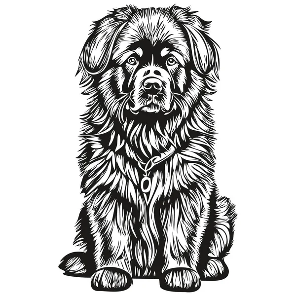 Newfoundland Dog Cartoon Face Ink Portrait Black White Sketch Drawing — Stock Vector