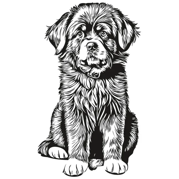 Newfoundland Cão Raça Linha Desenho Clip Arte Animal Mão Desenho — Vetor de Stock