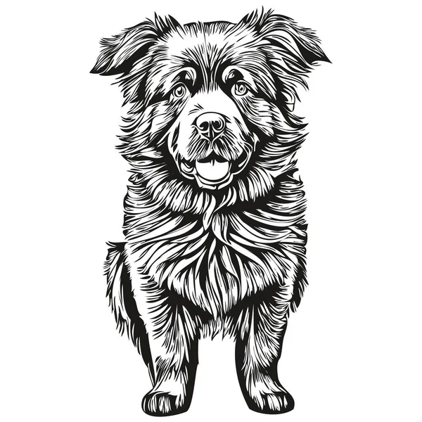Newfoundland Köpeği Oymalı Vektör Portresi Siyah Beyaz Gerçekçi Evcil Hayvanlarla — Stok Vektör