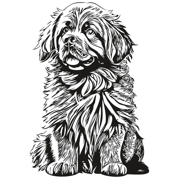 Ньюфаундлендская Собака Гравированный Векторный Портрет Лицо Мультфильм Винтажный Рисунок Черно — стоковый вектор