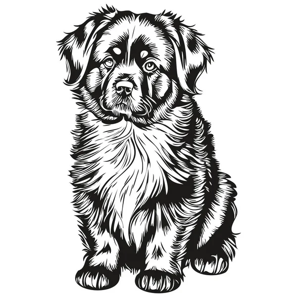 Terranova Cara Perro Vector Retrato Divertido Contorno Mascota Ilustración Fondo — Archivo Imágenes Vectoriales