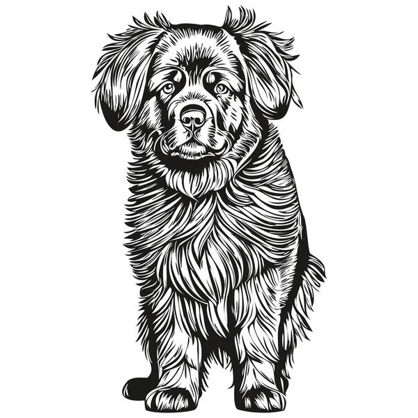 Newfoundland Cão Rosto Vetor Retrato Engraçado Esboço Animal Estimação Ilustração — Vetor de Stock