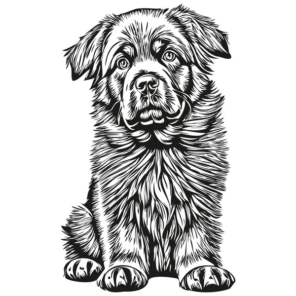 Newfoundland Dog Head Line Drawing Vector Hand Drawn Illustration Transparent — Stock Vector