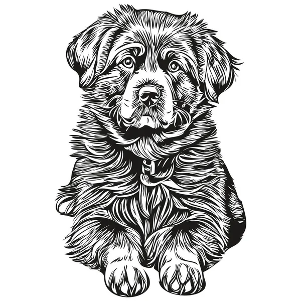 Newfoundland Köpek Mürekkep Çizimi Klasik Dövme Tişört Baskısı Siyah Beyaz — Stok Vektör