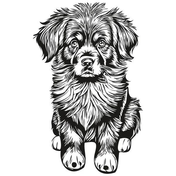Desenho Esboço Tinta Cachorro Newfoundland Tatuagem Vintage Shirt Imprimir Vetor — Vetor de Stock