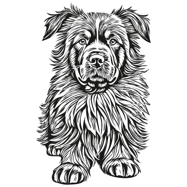 Novofundlandský Pes Linie Ilustrace Černobílý Inkoust Skica Tvář Portrét Vektoru — Stockový vektor