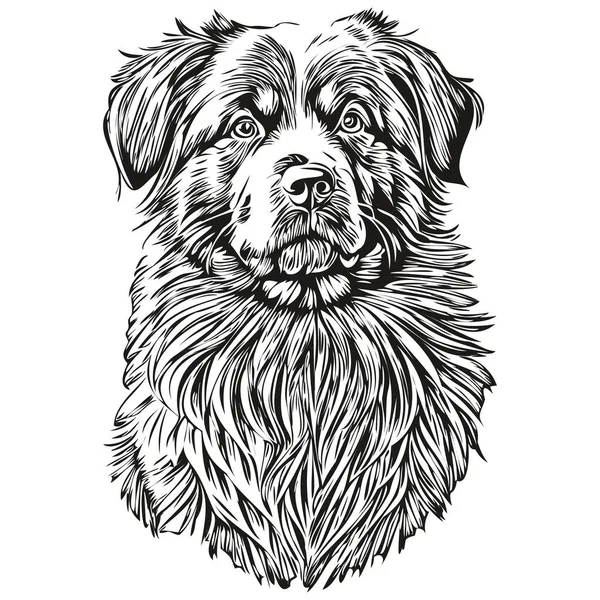 Newfoundland Pes Obrys Tužkou Kreslení Umělecké Dílo Černý Znak Bílém — Stockový vektor