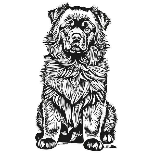 Newfoundland Dog Pet Silhouette Animal Line Illustration Hand Drawn Black — Stock Vector