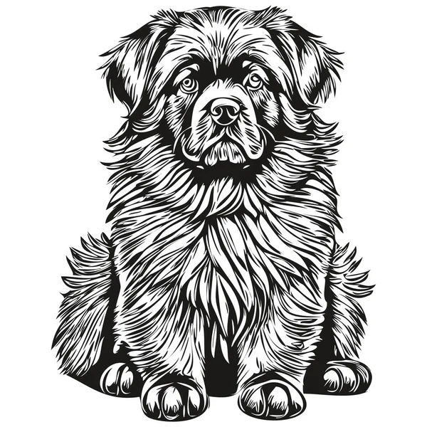 Newfoundland Hond Huisdier Silhouet Dierlijke Lijn Illustratie Met Hand Getekend — Stockvector