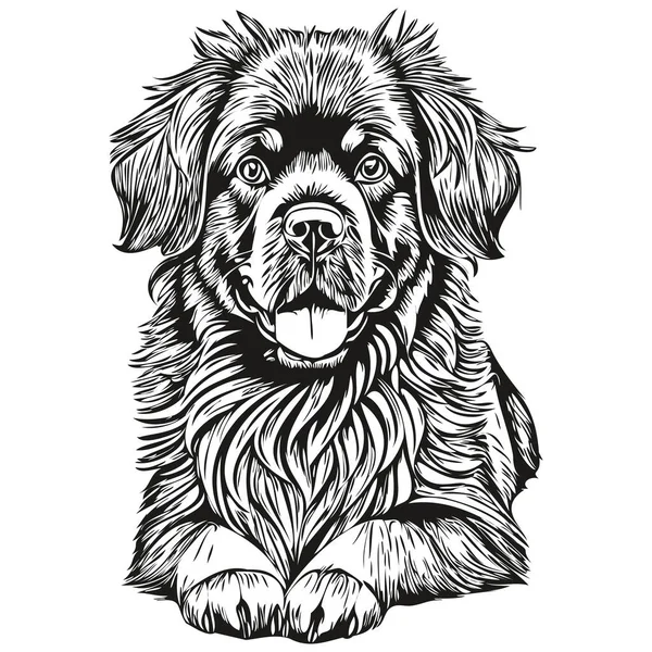 Newfoundland Hond Huisdier Schets Illustratie Zwart Wit Graveren Vector Realistisch — Stockvector