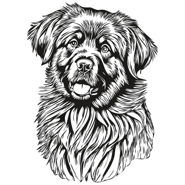 Newfoundland Hond Huisdier Schets Illustratie Zwart Wit Graveren Vector — Stockvector