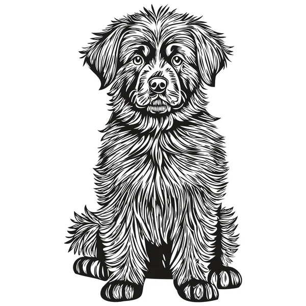 Newfoundland Honden Portret Vector Dierlijke Hand Tekening Voor Tatoeage Tshirt — Stockvector