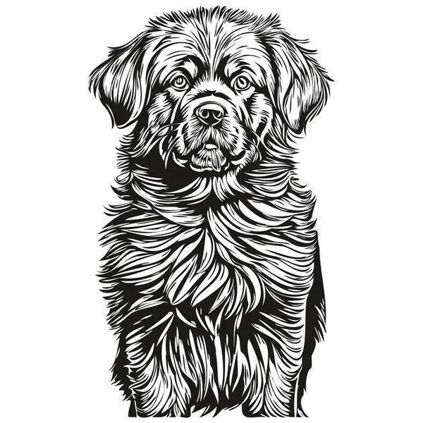 Newfoundland Köpek Portresi Vektör Hayvan Çizimi Dövme Veya Tişört Baskısı — Stok Vektör