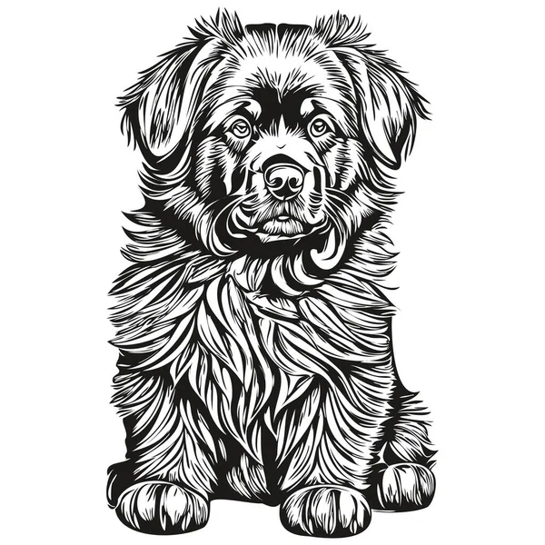 Newfoundland Dog Realistic Pencil Drawing Vector Line Art Illustration Dog — Stock Vector