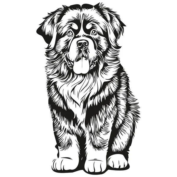 Ньюфаундлендская Собака Реалистичная Иллюстрация Питомца Лицо Черно Белого Вектора Реалистичная — стоковый вектор