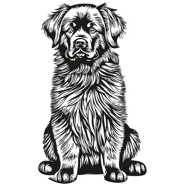 Newfoundland Dog Realistic Pet Illustration Hand Drawing Face Black White — Stock Vector