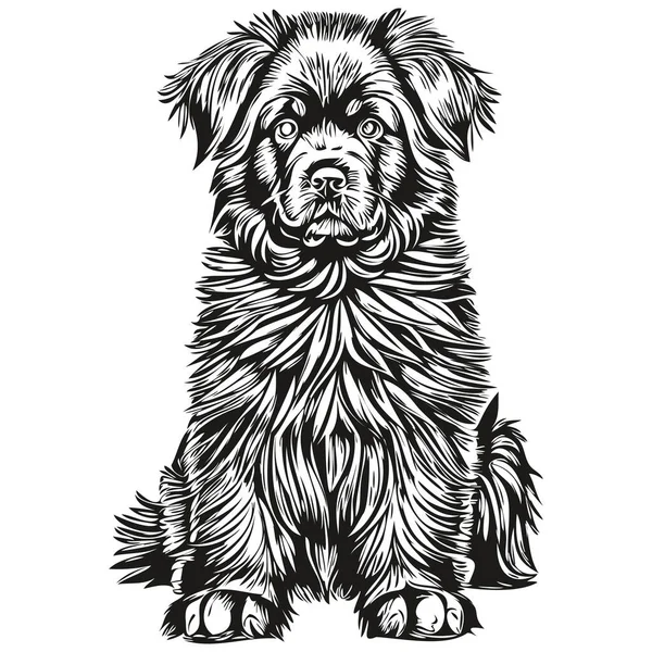 ニューファンドランドの犬の現実的な鉛筆画ベクトル 犬の顔の黒と白のラインアートイラスト — ストックベクタ