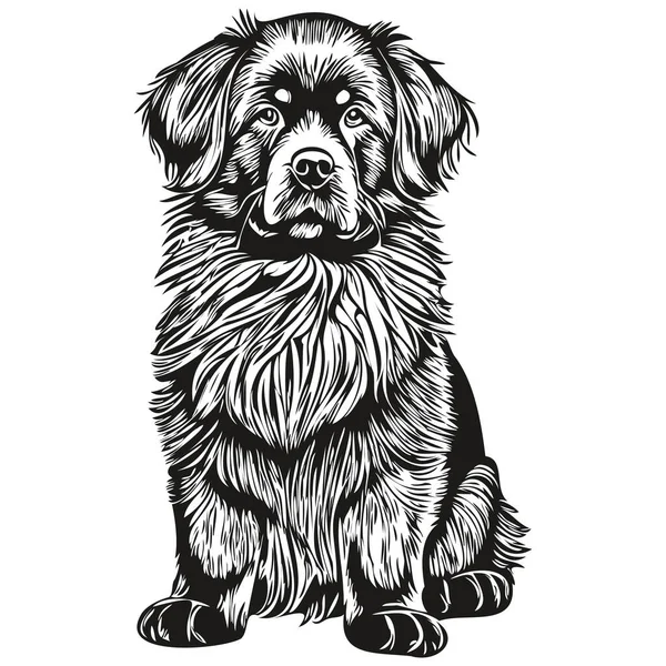 Newfoundland Köpek Vektörü Portre Çizimi Eskiz Vintage Tarzı Şeffaf Arka — Stok Vektör