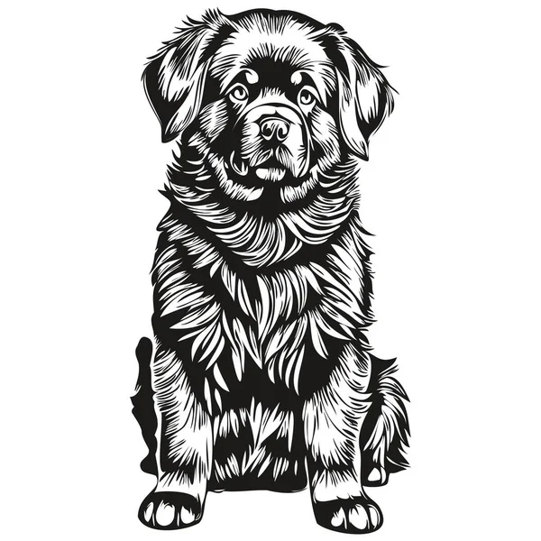 Newfoundland Pes Vektorová Grafika Ručně Kreslené Tužkou Zvíře Linie Ilustrace — Stockový vektor