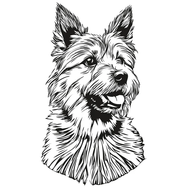 Norwich Terrier Cane Nero Vettore Disegno Isolato Faccia Pittura Schizzo — Vettoriale Stock