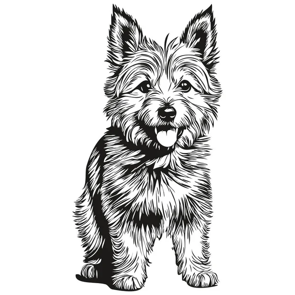 Norwich Terrier Hund Ras Linje Ritning Klipp Konst Djur Hand — Stock vektor