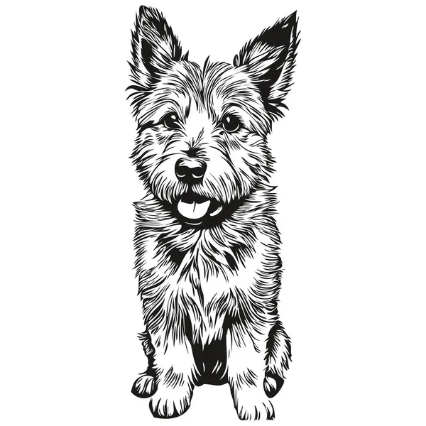 Norwich Terrier Chien Race Ligne Dessin Clip Art Animal Dessin — Image vectorielle