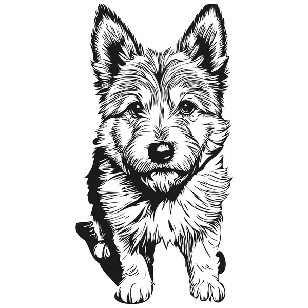 Norwich Terrier Pies Grawerowany Wektor Portret Twarz Kreskówka Vintage Rysunek — Wektor stockowy